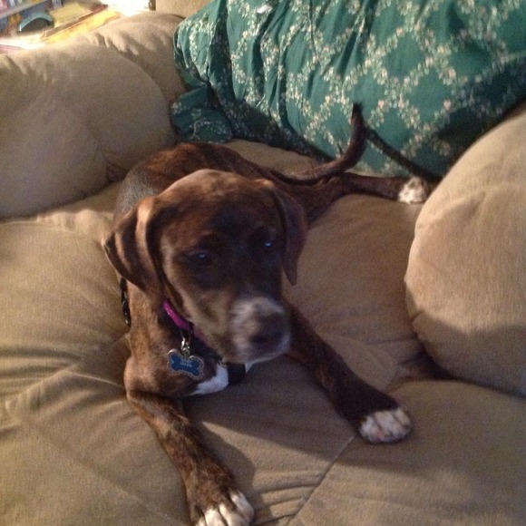 Meet your Posher, Veda - Picture 1 of 1